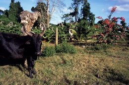 Animal;-Archipel-des-Comores;-Bétail;-Bougainvillée;-Élevage;-France;-Kaleidos;-Kaleidos-images;-La-parole-à-limage;-Laurent-Abad;-Mayotte;-Océan-Indien;-Pré;-Stories-Pictures;-Zébu